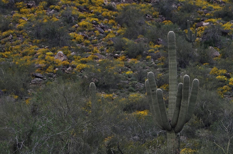 hills with brittlebush